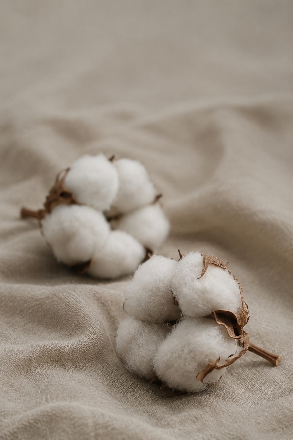 Cotton on fabric